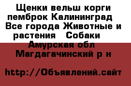 Щенки вельш корги пемброк Калининград - Все города Животные и растения » Собаки   . Амурская обл.,Магдагачинский р-н